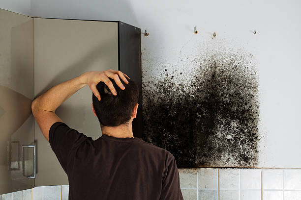 Why You Should Choose Our Mold Remediation Services in Elsa, TX